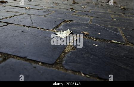 Dry leaves on slate floor Stock Photo