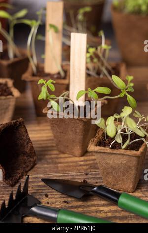 Vegetable seedlings in biodegradable pots near garden tools. Gardening Stock Photo