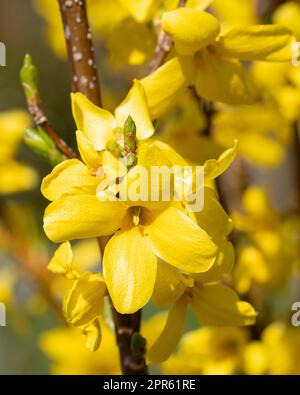 Forsythia x intermedia Stock Photo - Alamy