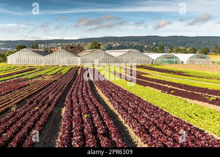 Lettuce field and greenhouses on Reichenau Island, Lake Constance, Baden-Wuerttemberg, Germany Stock Photo