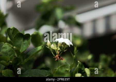 Jasmine flower symbol of Mother's day in Thailand. space for text Stock Photo