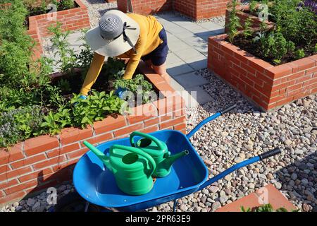 A modern vegetable garden with raised briks beds . Raised beds gardening in an urban garden . Woman harvesting vegetables Stock Photo