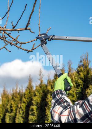 Fruit tree pruning Stock Photo
