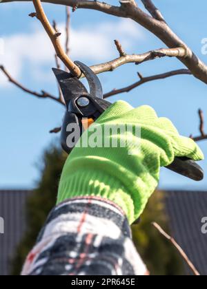 Fruit tree pruning Stock Photo