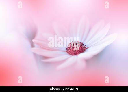 Beautiful Macro Shot of Magic Flowers.Border Art Design.Magic Light.Extreme Close up Photography.Conceptual Abstract Image.Orange and Pink Background.Fantasy Art.Creative Wallpaper.Beautiful Nature Background.Amazing Spring Flower.Copy Space. Stock Photo
