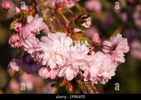 Hill Cherry Kiku-Shidare-Sakura, Prunus serrulata Stock Photo