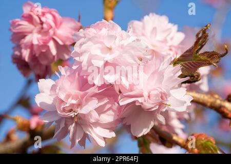 Hill Cherry Kiku-Shidare-Sakura, Prunus serrulata Stock Photo