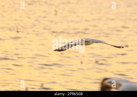 Seagulls flying over the sea , Living together in a large group Is a wetlands bird along the coast Stock Photo