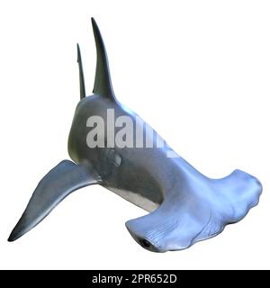 3D rendering of a hammerhead shark isolated on white background Stock Photo