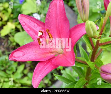 Lily flower of the la hybrid Fangio variety is red-crimson after the rain Stock Photo