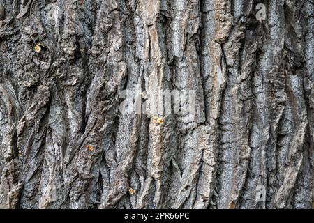 Background from a rough and old tree bark Stock Photo