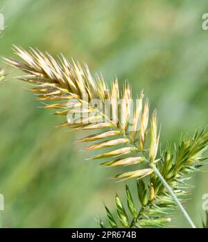 Herbaceous plant Comb-shaped granary or combed granary (Latin. Agropyron cristatum) Stock Photo