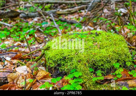 Sawed eaten tree stump and wood on forest floor Germany. Stock Photo