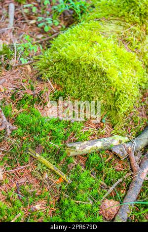Sawed eaten tree stump and wood on forest floor Germany. Stock Photo