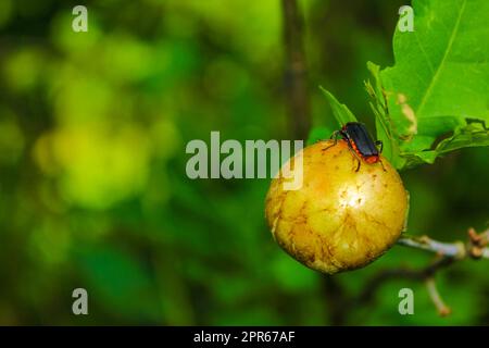 Red black Cantharis pellucida soft bodied beetle on fruit Germany. Stock Photo