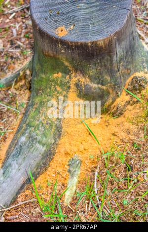 Sawed eaten tree stump and wood on forest floor Germany. Stock Photo
