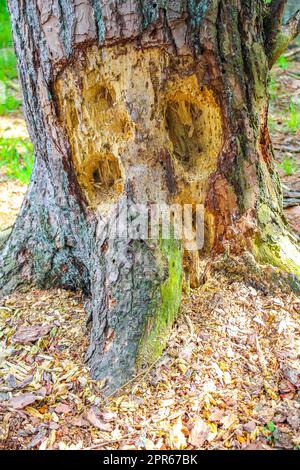 Sawed eaten tree stump and wood on forest floor Germany. Stock Photo