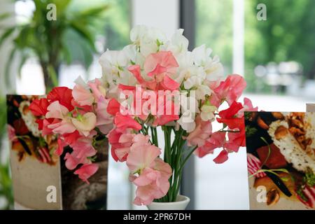 Bouquet of sweet peas in white and pink shades Stock Photo