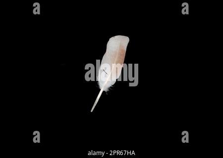 white feather on black background Stock Photo