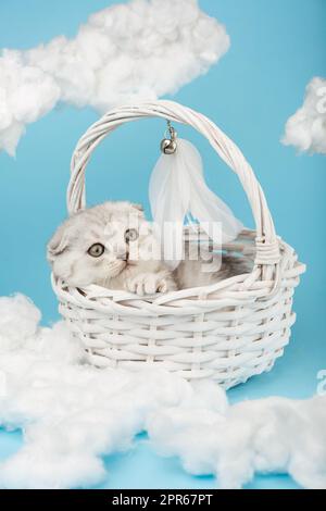 Scottish kitten lies in a white basket on a blue sky background. Stock Photo