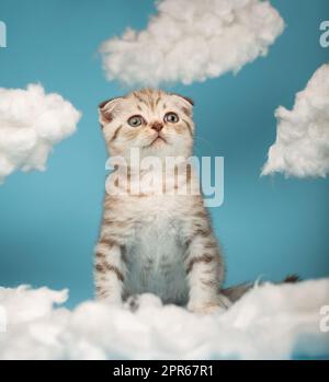 Funny Scottish kitten enthusiastically watches a toy he wants to play with. Stock Photo