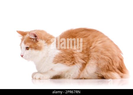 Side view of a beautiful domestic cat with white and red fur lying on a white background. Stock Photo
