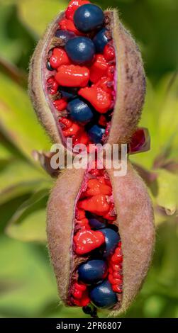 Closeup shot of paeonia daurica wittmanniana perennial herbaceous plant belonging to the peony family Stock Photo