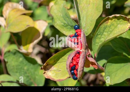 Closeup shot of paeonia daurica wittmanniana perennial herbaceous plant belonging to the peony family Stock Photo