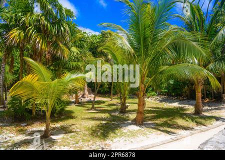 Tropical jungle with palms on a sunny day El Rey, Cancun, Mexico Stock Photo