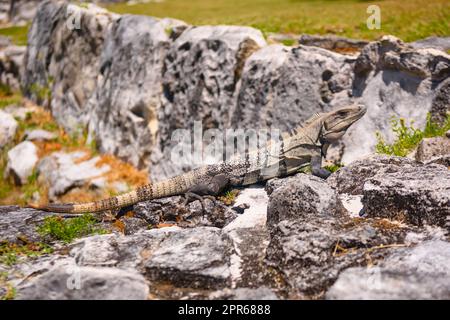 Iguana lizard in ancient ruins of Maya in El Rey Archaeological Zone near Cancun, Yukatan, Mexico Stock Photo