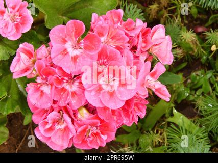 Flower Pelargonium (Latin Pelargonium) or Geranium (Latin Geranium) pink after rain Stock Photo
