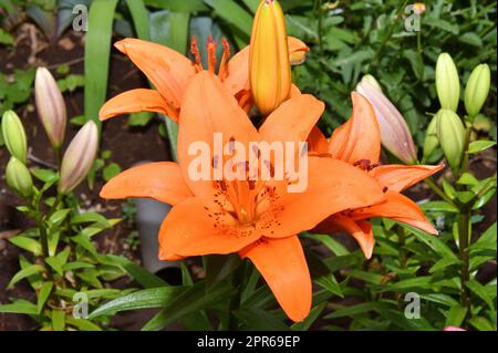 Flower Lily Asian hybrid Tresor orange color after rain Stock Photo