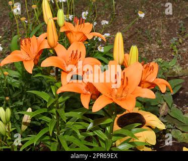 Flower Lily Asian hybrid Tresor orange color after rain Stock Photo