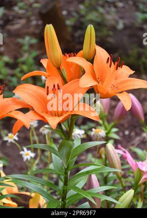 Flower Lily Asian hybrid Tresor orange color after rain Stock Photo