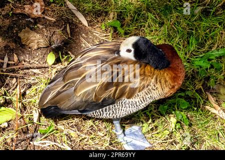 White-faced whistling or tree duck (Dendrocygna viduata) - Kenya Stock Photo