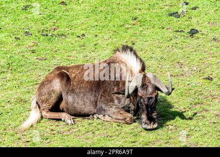 Black wildebeest (Connochaetes gnou) known as white-tailed gnu - Mountain Zebra National Park, South Africa Stock Photo