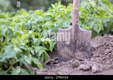 Shovel on the background of potato bushes. Harvesting. Agriculture. Digging up a young potato tuber from the ground, harvesting potatoes on a farm. Harvesting potatoes with a shovel in the garden. Stock Photo