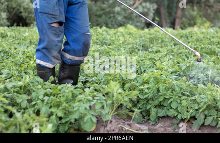 A farmer applying insecticides to his potato crop. Legs of a man in personal protective equipment for the application of pesticides. A man sprays potato bushes with a solution of copper sulphate. Stock Photo