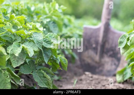 Shovel on the background of potato bushes. Harvesting. Agriculture. Digging up a young potato tuber from the ground, harvesting potatoes on a farm. Harvesting potatoes with a shovel in the garden. Stock Photo