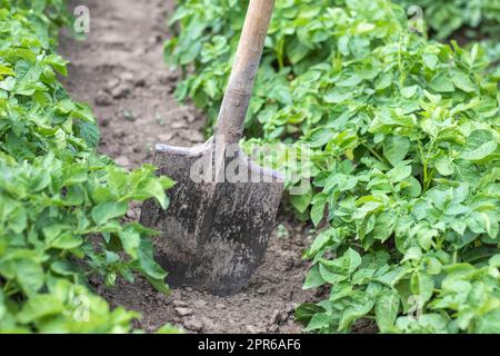 Shovel on the background of potato bushes. Digging up a young potato tuber from the ground on a farm. Digging potatoes with a shovel on a field of soil. Harvesting potatoes in autumn. Stock Photo