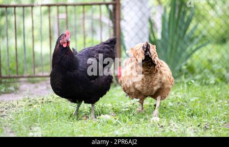 Two hens, black and red, are in the yard looking for food to eat. Agricultural industry. Breeding chickens. Close-up of chickens in nature. Domestic birds on a free range farm. They play in the yard. Stock Photo