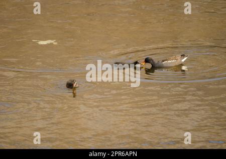 Eurasian common moorhen feeding one of its chicks. Stock Photo