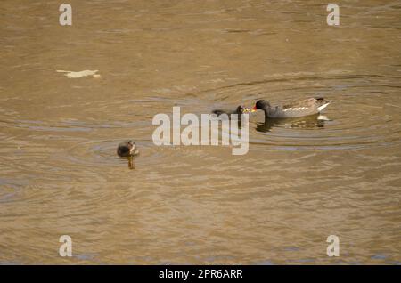 Eurasian common moorhen feeding one of its chicks. Stock Photo