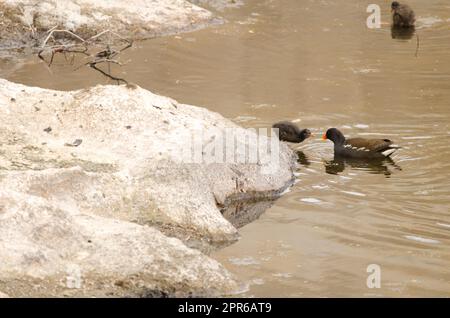 Eurasian common moorhen feeding one of its chicks. Stock Photo