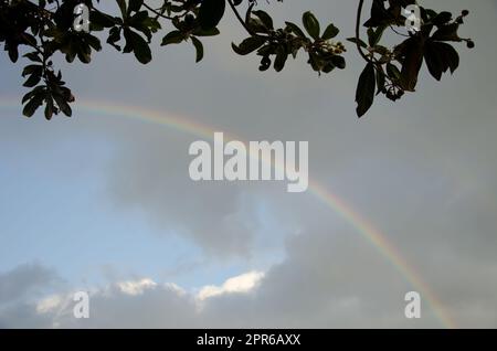 Rainbow under a loquat. Stock Photo