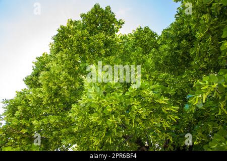 Old big linden tree. Green leaves and linden fruits Stock Photo