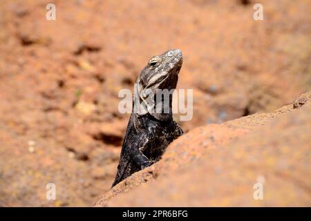 Chuckwalla lizard sitting on rock Stock Photo