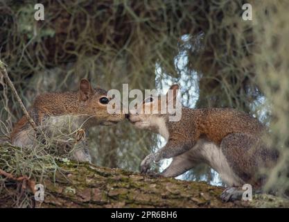 .Two Young Squirrels on the Tree Stock Photo