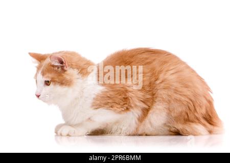 Side view of a beautiful domestic cat with white and red fur lying on a white background. Stock Photo