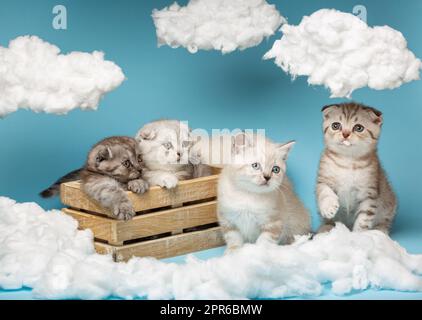 Little Scottish kittens sit in a wooden box and next to it on a blue background. Stock Photo